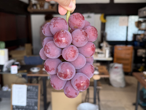 【朝どれ】【採れたて新鮮！！】クイーンニーナ2房