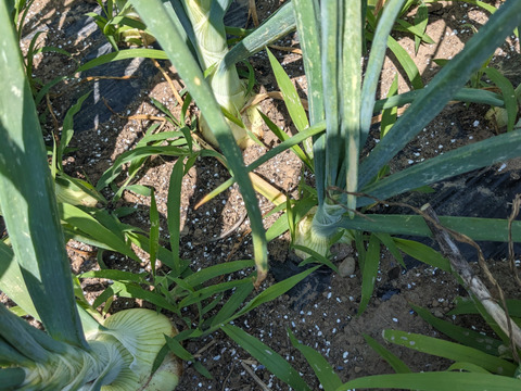 玉ねぎ5kg（およそ25個～35個）農薬・化学肥料・除草剤は使用していません。