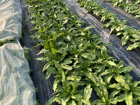 コリコリ食感がクセになる味わいがまさにアスパラガス!茎レタス5kg