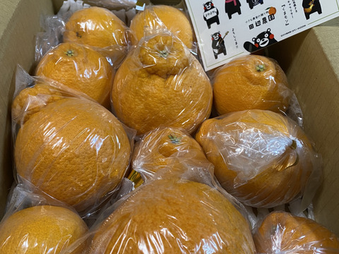 不知火デコ柑3k以上入ってます、サイズコミコミB品小玉多めになります。