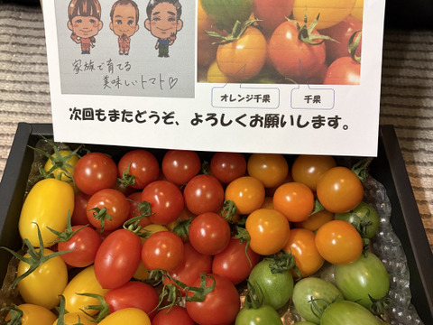 カラフルで甘いミニトマトの【おまかせ】詰め合わせセット（１ｋｇ） 新鮮配送！ 完熟ツヤツヤ！魔法の美味しさ！