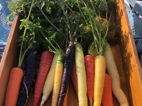 黄色人参　Lサイズ4キロ