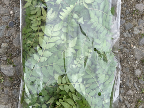 【春の味覚】山椒の新芽 山椒の葉　300枚以上お入れしてお届け　自然農法栽培 今年も新芽の季節になりました。香りの良い新芽をお届け致します。　お弁当の防腐にもおすすめです。