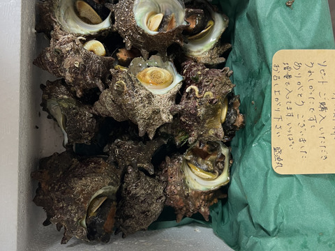 活き活き!!
小泊産天然サザエ1kg