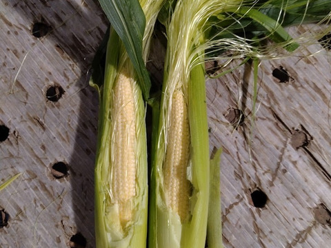 北海道産ヤングコーン20本