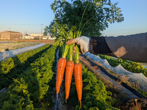 甘さ最高潮！寒熟（かんじゅく）冬にんじん 5kg｜農薬・化学肥料不使用｜BonaDea