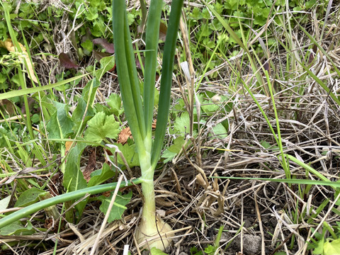 免疫力アップや疲労回復！にんにくパウダー20g(栽培期間中農薬不使用)