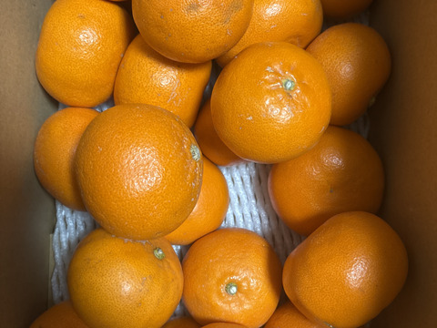 数量限定ＳＡＬＥ！！
「せとか」　訳あり　4ｋｇ