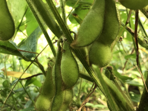 丹波黒枝豆さやのみ１kg（500g袋x ２）自然栽培　農薬化学肥料完全不使用！【完売！】