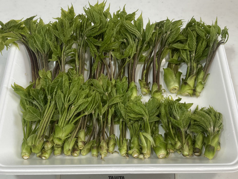 【数量限定　先行予約開始】山菜の女王様👑コシアブラ　雫石町産　天然こしあぶら　１００ｇ