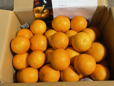 【農薬・化学肥料・除草剤不使用！】愛媛が誇る高級柑橘！ふぞろいのこまどんなたち！5kg(40玉前後)（ご家庭用）