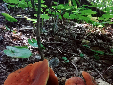 【天然茸】乳茸/チチタケ/チタケ/乳色のエキス濃厚な出汁/500ｇ【特選】