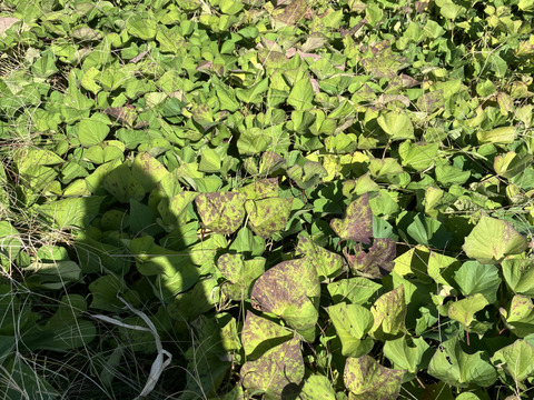 【2026年度予約商品】自然栽培さつまいものツル1.5kg