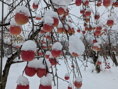 りんご　フジ　　約６８％農薬カット　5-7個　約1.5キロ　小玉多め　キズ等、黒点できるだけ無いりんご 　収穫前の雪かぶり！