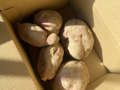 安納芋　数量限定　2kg 有機jas認定