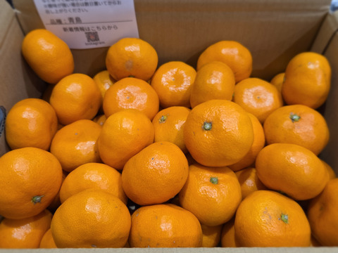 【冬ギフト】晩生みかん5ｋｇ【熨斗書き対応可能】