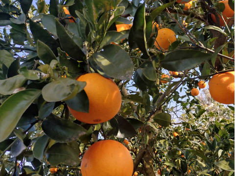 果汁たっぷり　ネーブル　5キロ 和歌山県産