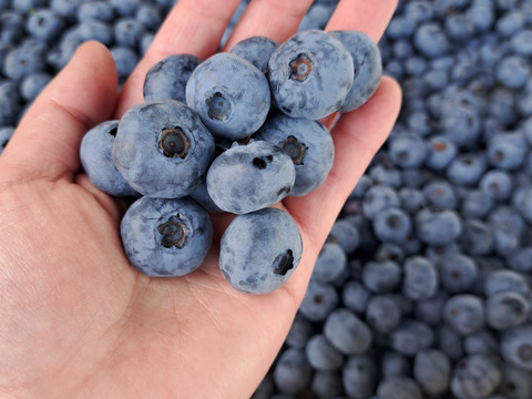 そのまま食べれる　シャリシャリ・
夏のビタミンブルーベリーMIX　冷凍　2キロセット