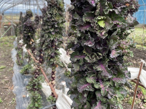 今が旬！ケーレッツ（イギリス野菜）８００ｇ