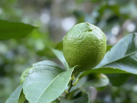【農薬化学肥料不使用】香り高いグリーンレモン１キロ＊農の島大三島よりお届け＊