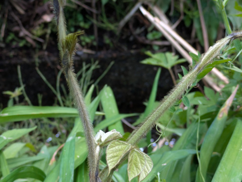 葛の新芽　天然　山菜　約100-150ｇ程度　サイズバラバラ