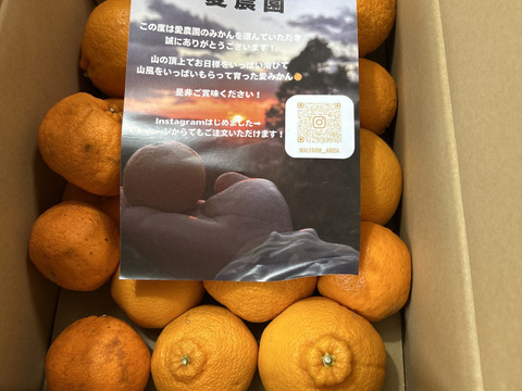 愛農園の柑橘！希少！青バレンシアオレンジ5kg