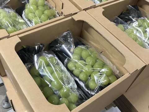 2026年予約販売★シャインマスカット 1～1.2kg（2房）☆農場イチオシ！パリッと新鮮、香り豊かな大粒シャインマスカットです。種なし、青森県産、贈答、ギフト、家庭用にも