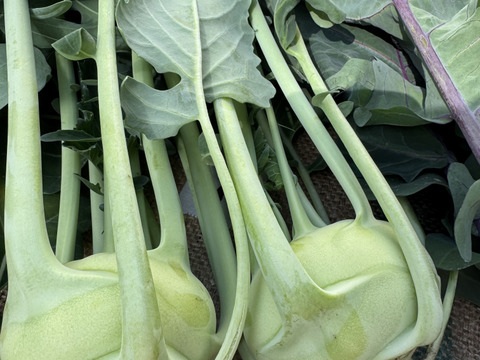 生でシャキッシャキッ！炒めてコリコリ！煮てホクホクの万能野菜 軽井沢町産高原野菜 コールラビ おひさまたっぷり ４kg