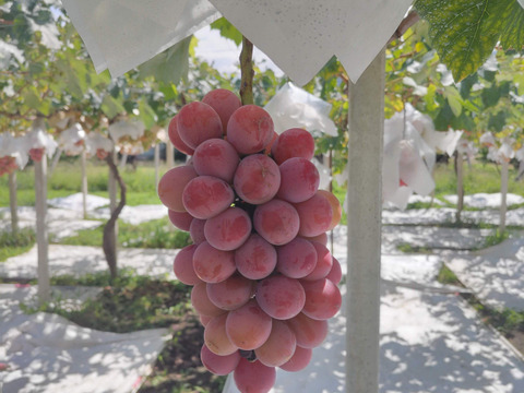 🏆食べチョクぶどうグランプリ2025金賞🏆🍇【山梨県笛吹市産