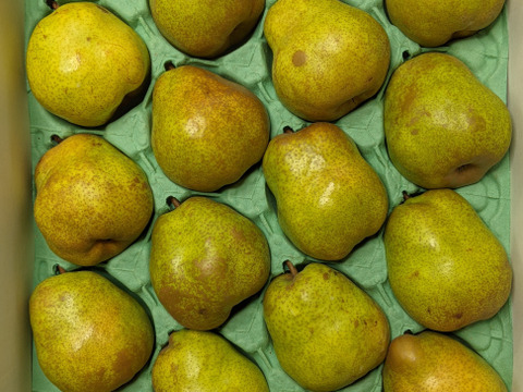 ラ・フランス食べ頃5kg