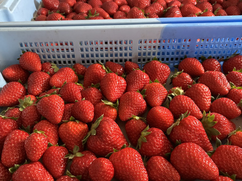 『古都華』濃厚な甘味と香り（1パック270g以上、4パック入り）