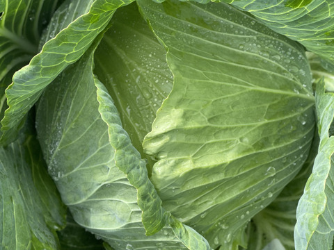 今が旬❗️甘〜い‼️大野ヶ原高原キャベツ🥬Lサイズx2p