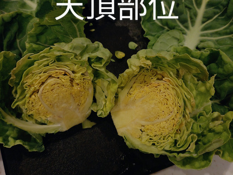 お頭付き！芽キャベツ3〜4本