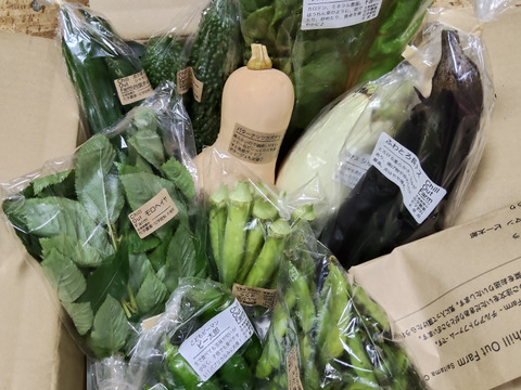 農薬・化学肥料不使用」のお試し野菜セット/8-10種類/【ギフトにも