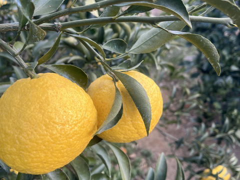 上品な柑橘「はるか」2kg