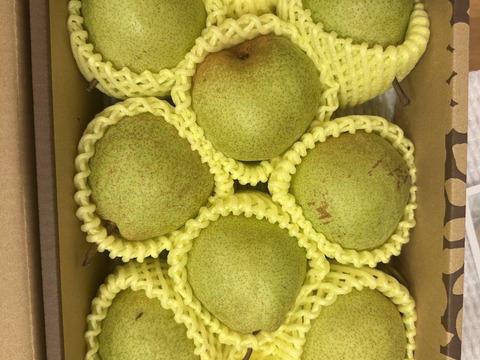 【毎年完売感謝】 【2025年度先行予約】 幻の品種 数量限定販売！秀品 ラネージュ！ 約2㎏ 6玉～10玉 山形県産 RNE01-01-01