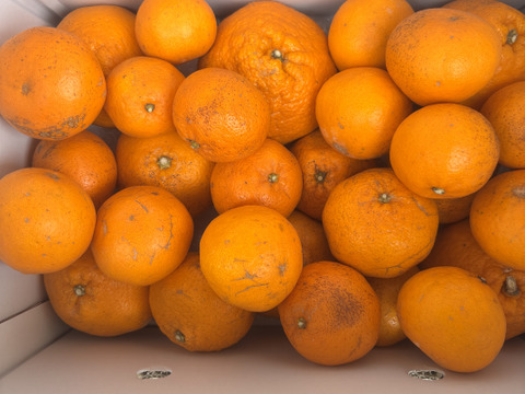 訳あり　果肉はじける！プチプチはるみ　5kg（箱込み）