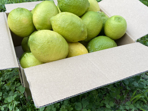 【有機JAS認証】オーガニックレモン2キロ（15個〜18個前後）極上の香りに癒されませんか？「今年もいよいよ始まります！！！」