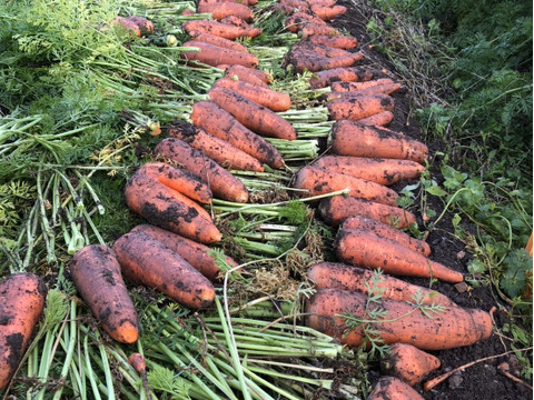 【さわやかな甘味】にんじん10kg