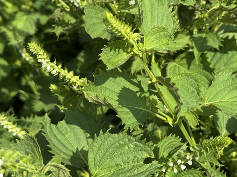 【季節限定】　青紫蘇付きの穂紫蘇100gと季節の野菜セット　農薬不使用　自然農法栽培