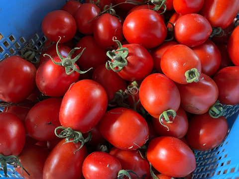 ギュッと濃厚肉厚クッキングトマトなつのこま
