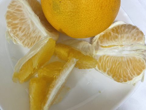 果汁たっぷり！！　訳あり　お買い得　和歌山県産　八朔　4kg