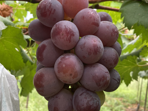 【夏ギフト】お得な家庭用！果汁溢れる甘〜いピオーネ2kg（4〜5房）（熨斗対応可）