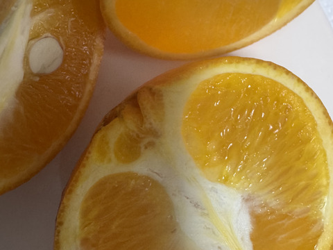 果汁たっぷり　ネーブル　5キロ 和歌山県産