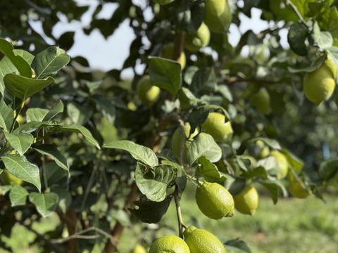 【天皇杯受賞農家】高知県大月町産・農家直送 こじゃんとレモン 5kg（化学肥料/防腐剤/ワックス不使用）