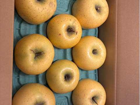 シナノゴールド　更にお値下げ！　お徳用　訳あり　ご家庭専用 ご好評販売中　3キロコース　(10個から12個前後入り）