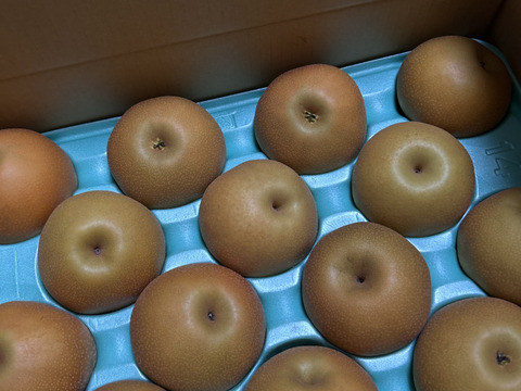 【南水5ｋｇ】糖度15°、超甘い、シャリ感、硬い、ジューシー、日保ちする信州生まれの優れもの！⑦【秀品】