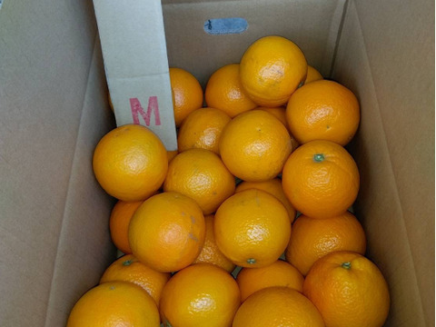 【太陽の恵み♪】バレンシアオレンジ（家庭用）Mサイズ・5kg