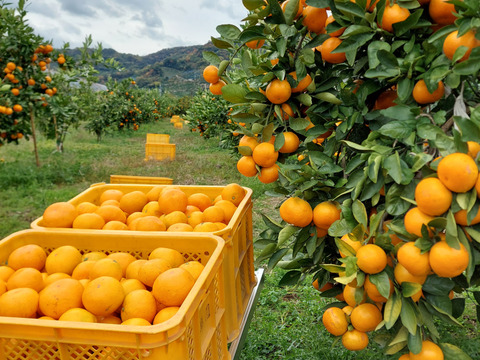 有田みかん【小粒小玉】2kg（箱込）