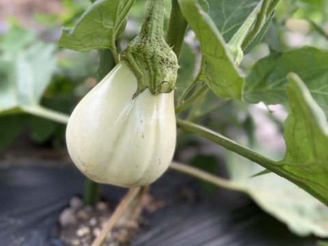 【訳あり】白ナス　6本